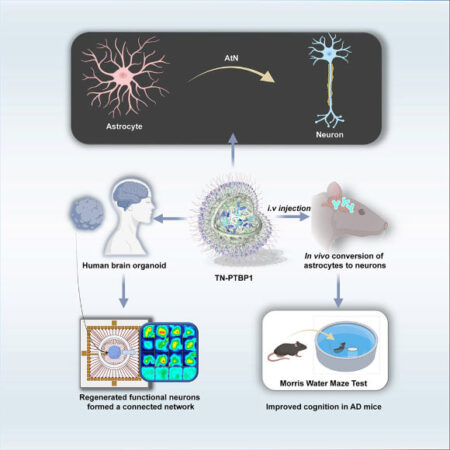 Revolutionary Nanoparticle Therapy Reverses Progression of Alzheimer’s Disease in Mice Revolutionary Nanoparticle Therapy Reverses Progression of Alzheimers Disease in Mice