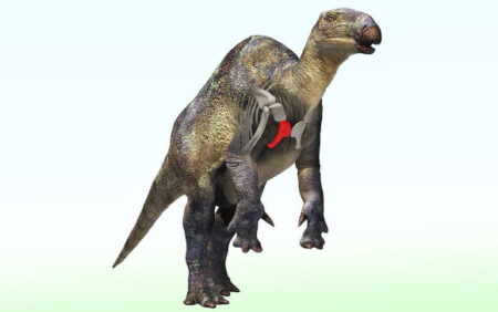 SEO Optimized Japan Unearths Fossil of Small Duck Billed Dinosaur Relative