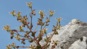 Scientists Discover Surprising New Addition to the World of Carnivorous Plants Scientists Discover Surprising New Addition to the World of Carnivorous