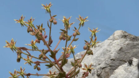 Scientists Discover Surprising New Addition to the World of Carnivorous Plants Scientists Discover Surprising New Addition to the World of Carnivorous