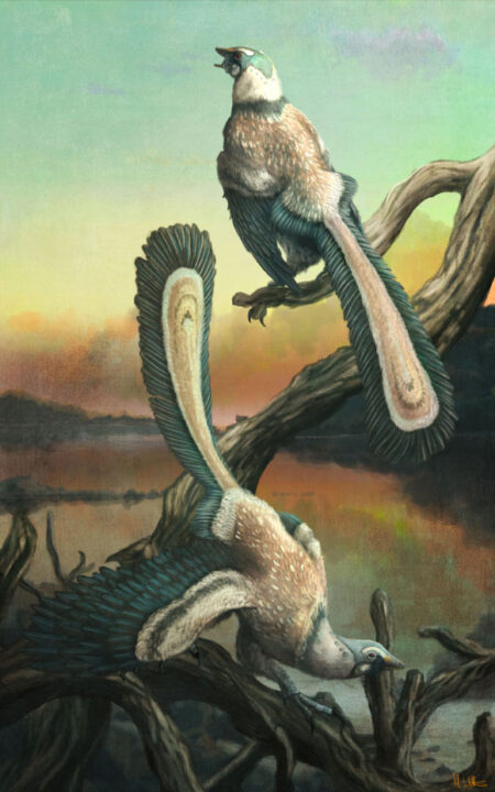 Study finds Archeopteryx did not make significant leaps despite being able to hop Study finds Archeopteryx did not make significant leaps despite being