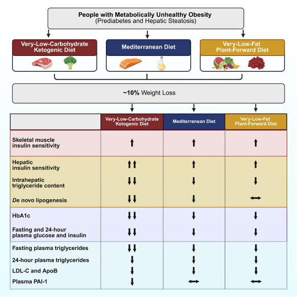 Study finds Keto diet is more effective for improving cardiometabolic health during weight loss compared to other diets Study finds Keto diet is more effective for improving cardiometabolic
