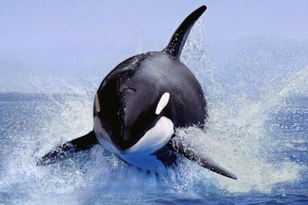 Stunning Footage Orcas Powerfully Ram Fish Until They Explode