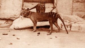 Tasmanian Tiger Skull Shows Incompatibility with Modern Hunting Methods