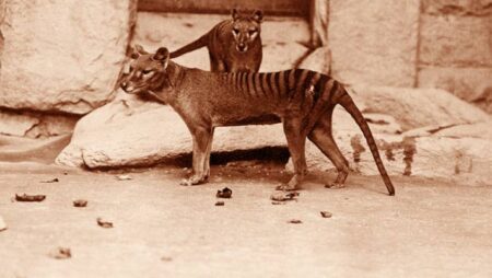 Tasmanian Tiger Skull Shows Incompatibility with Modern Hunting Methods