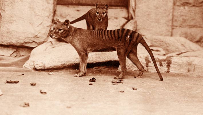 Tasmanian Tiger Skull Shows Incompatibility with Modern Hunting Methods Tasmanian Tiger Skull Shows Incompatibility with Modern Hunting Methods