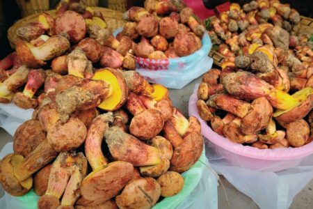 The Most Peculiar mushroom on the planet that Continuously Conjures