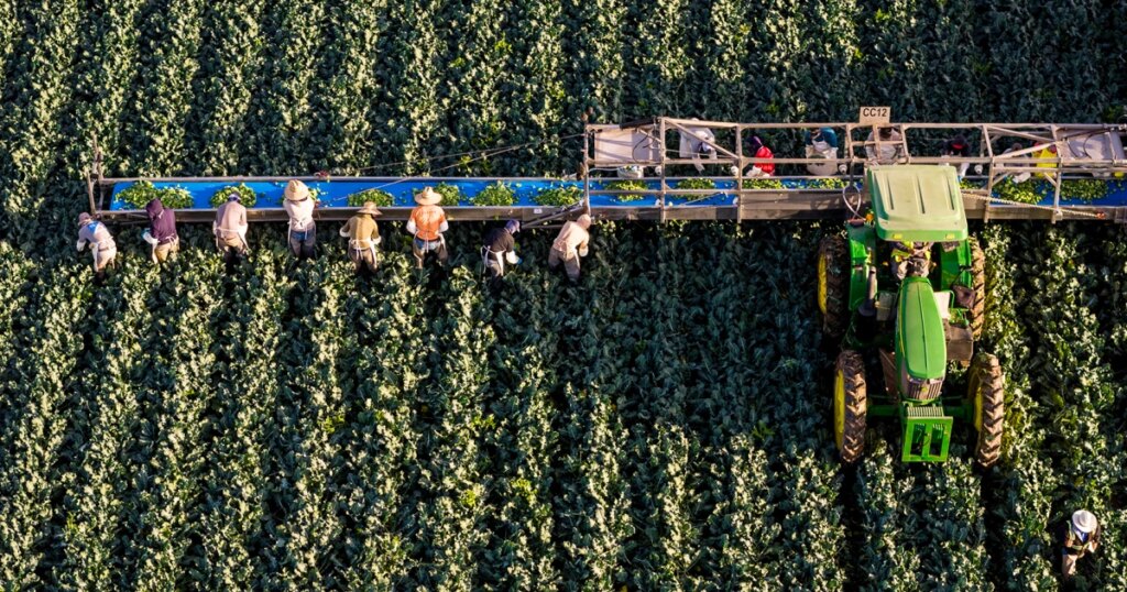 What Will Happen to American Salads as Colorado River Water Outages Impact Arizona? What Will Happen to American Salads as Colorado River Water