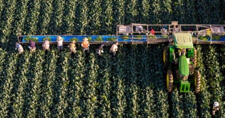 What Will Happen to American Salads as Colorado River Water Outages Impact Arizona? What Will Happen to American Salads as Colorado River Water
