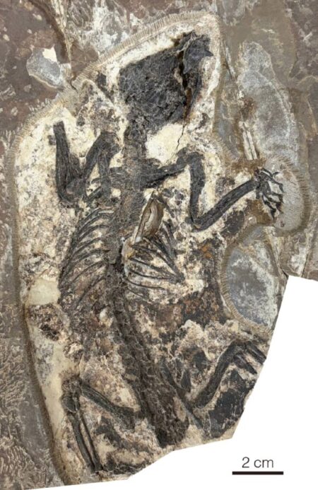120 Million Year Old Fossil Pushes Back Origin of Marsupial Lineage 120 Million Year Old Fossil Pushes Back Origin of Marsupial