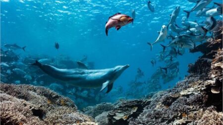 A Dolphin Named Bubbles Makes Other Fish Vomit and Eats