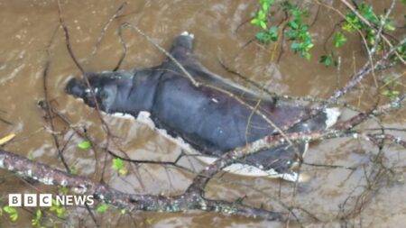 Anthrax Outbreak Zambians Warned Against Consuming Dead Wild Animals