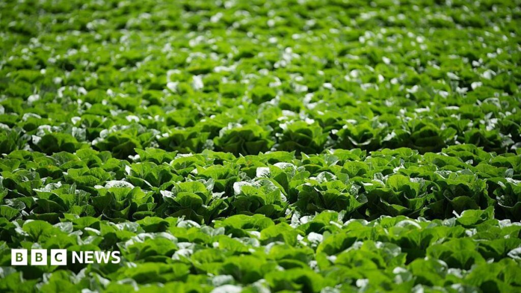 Aphid Outbreak Devastates Lettuce Crops