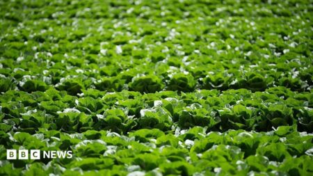 Aphid Outbreak Devastates Lettuce Crops