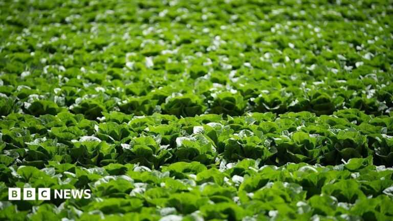 Aphid Outbreak Devastates Lettuce Crops