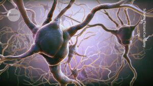 Are you a risk taker or a cautious player? The brain’s decision-making process is influenced by a battle between neurons Are you a risk taker or a cautious player The