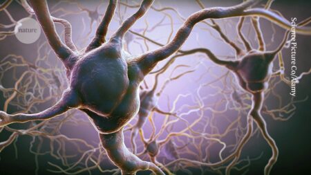 Are you a risk taker or a cautious player? The brain’s decision-making process is influenced by a battle between neurons Are you a risk taker or a cautious player The