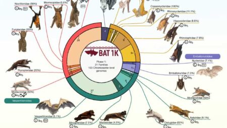 Bats Originated in Europe Genetic and Fossil Evidence Suggests