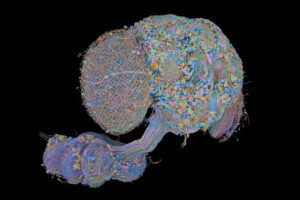 Complete Drosophila Connectome Presented by Researchers SEO Optimized
