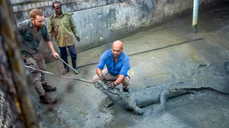 Crocodiles are famous for finding their way home