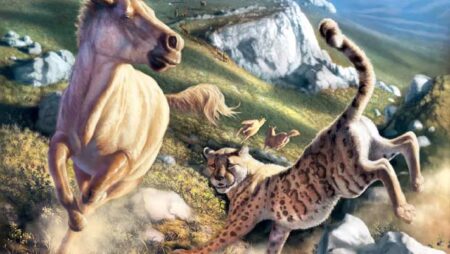 DNA analysis reshapes the narrative of the enigmatic American cheetah