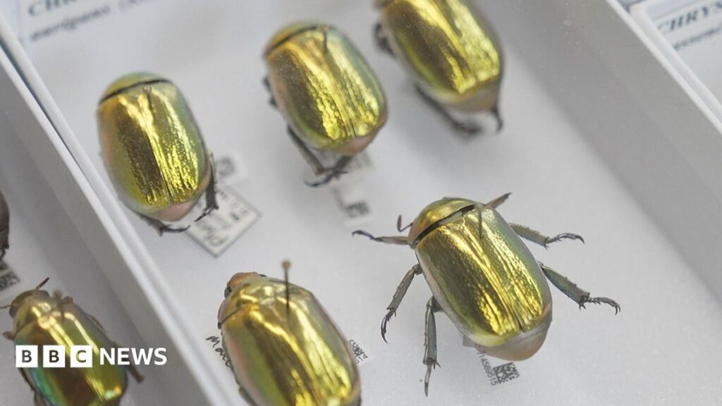 Darwin Discovers Golden Beetle 70 Million Museum Artifacts Online