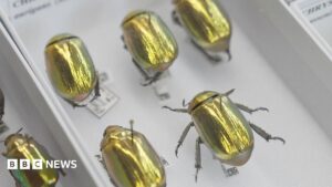 Darwin Discovers Golden Beetle 70 Million Museum Artifacts Online