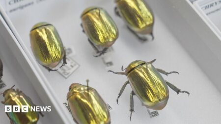 Darwin Discovers Golden Beetle 70 Million Museum Artifacts Online