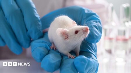 Developed Part Human Part Mouse Brain Through Scientific Advances
