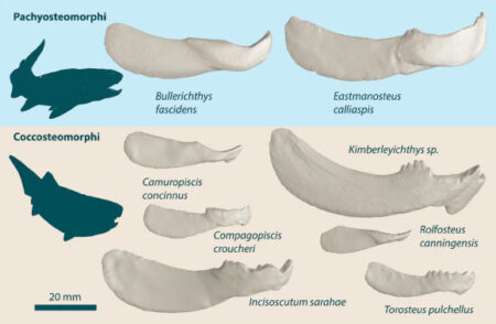 Devonian Armored Fish Exhibit Multiple Methods of Crushing Hard Shelled Prey