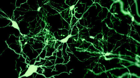 Discover the Cells That Influence Sleep in Our Brains