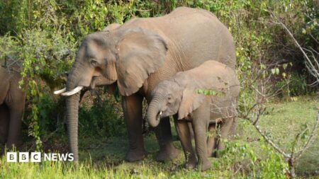 Eyewitnesses Report Elephants Treated with Medicinal Plants