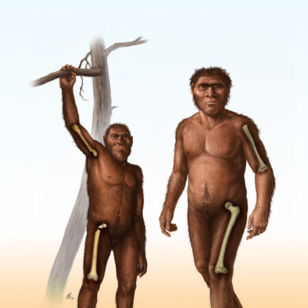Fossil evidence early humans abandoned tree climbing 1.8 million years ago Fossil evidence early humans abandoned tree climbing 18 million years