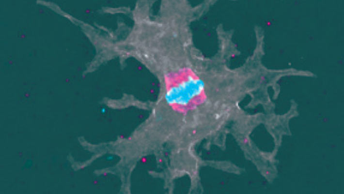 Geothermal amoeba breeding at 63 degrees Celsius pushes eukaryote limits