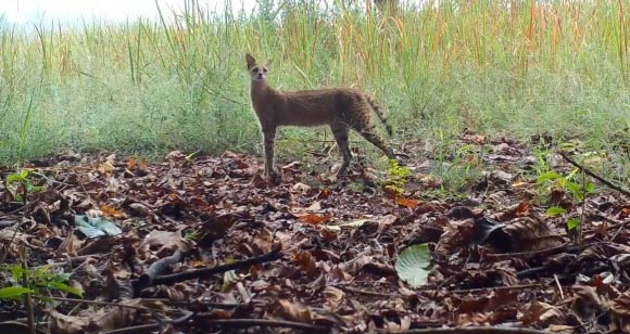 Hidden Wildlife in the Congo Basin Revealed by Camera Traps