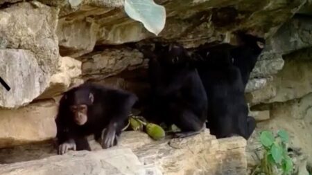 How Chimpanzees Teach Children Tool Tricks
