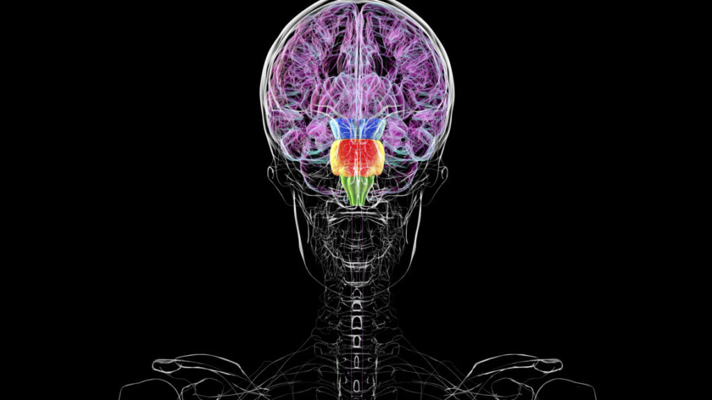 Humans do not have two brains Humans do not have two brains