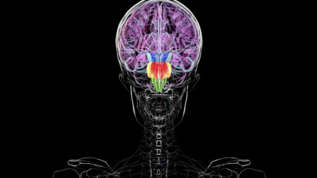 Humans do not have two brains