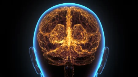 Immune Organ Hidden in Skull Could Help Fight Brain Tumors