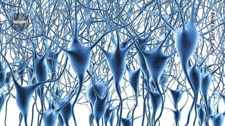 Landmark maps of human brain gene activity uncover clues to