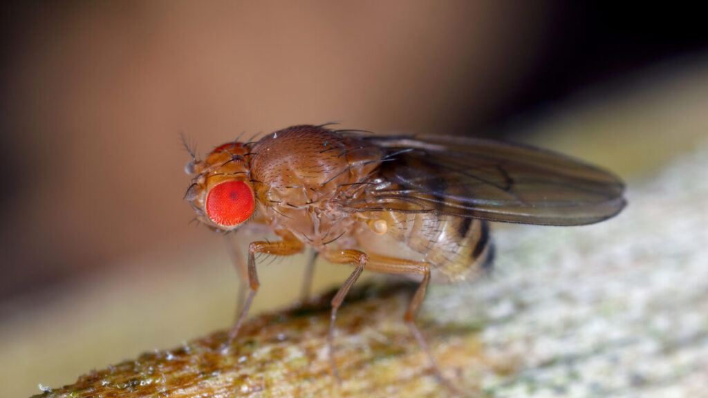 Less Protein in Maggots Increases the Lifespan of Fruit Flies Less Protein in Maggots Increases the Lifespan of Fruit Flies