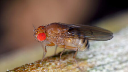 Less Protein in Maggots Increases the Lifespan of Fruit Flies