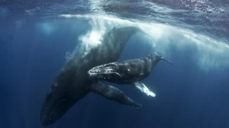 Mother Humpback Whale Grieves for Days Over Her Dead Calf