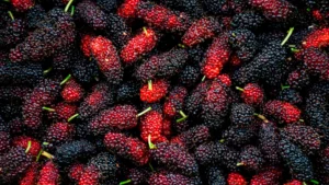 Mulberry Reshapes Gut Bacteria and Affects Metabolism Mulberry Reshapes Gut Bacteria and Affects Metabolism