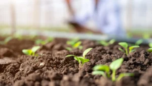 New Soil Test Reveals How Soil Microbes Nourish Plants New Soil Test Reveals How Soil Microbes Nourish Plants