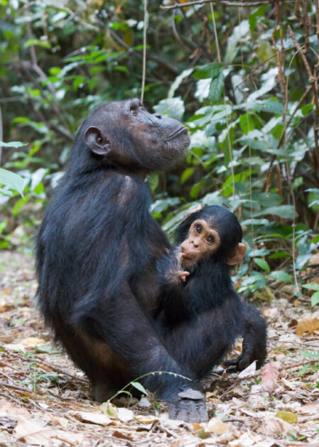 New Study Finds Young Chimpanzees Develop Unique Accents New Study Finds Young Chimpanzees Develop Unique Accents