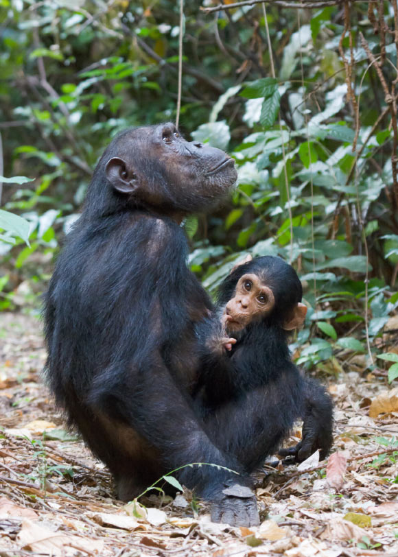 New Study Finds Young Chimpanzees Develop Unique Accents
