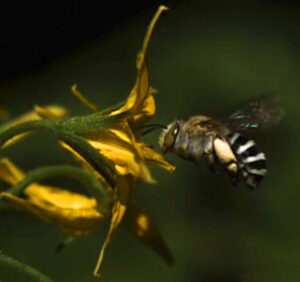 New Study Reveals that Some of the Smallest Bee Species Are Among the Most Visible New Study Reveals that Some of the Smallest Bee Species