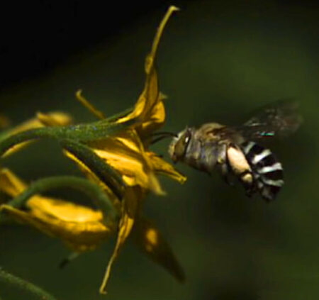 New Study Reveals that Some of the Smallest Bee Species Are Among the Most Visible New Study Reveals that Some of the Smallest Bee Species