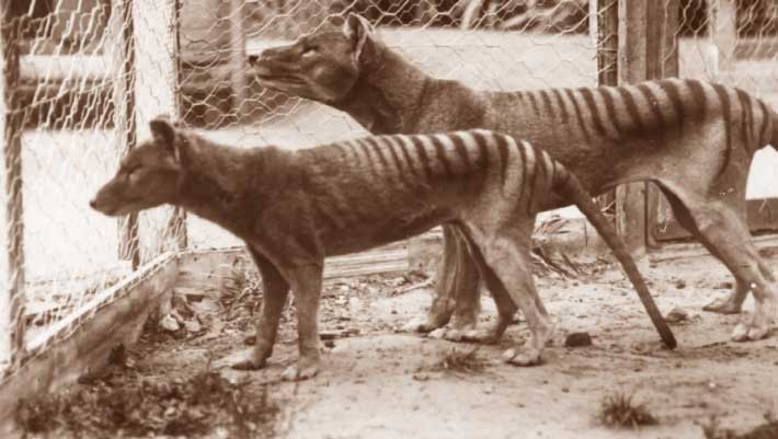 New Study Suggests Tasmanian Tigers Were Hunted as Opportunists Not